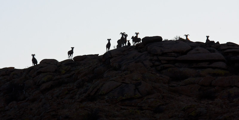 Argali On Ridgeline